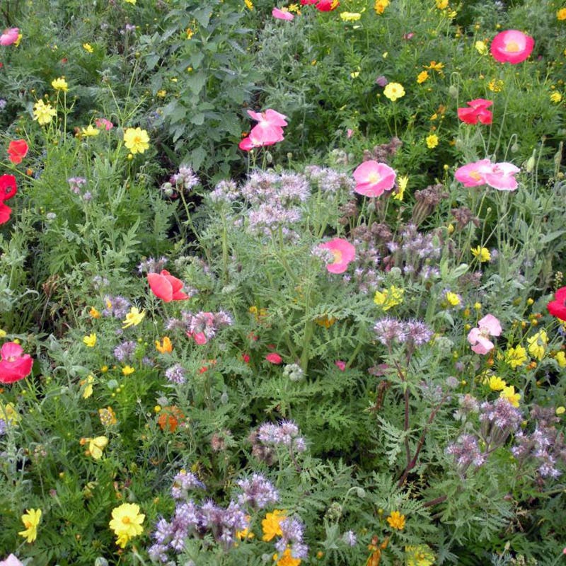 Honey Bee Wildflower Seed Mix - Image 4