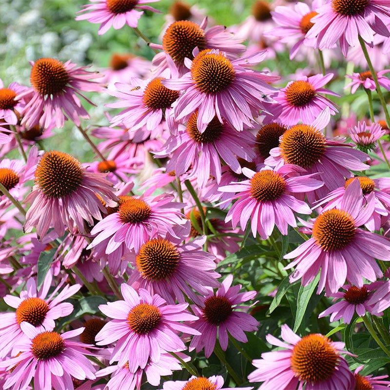 Long Lasting Wildflower Seed Collection - Image 5