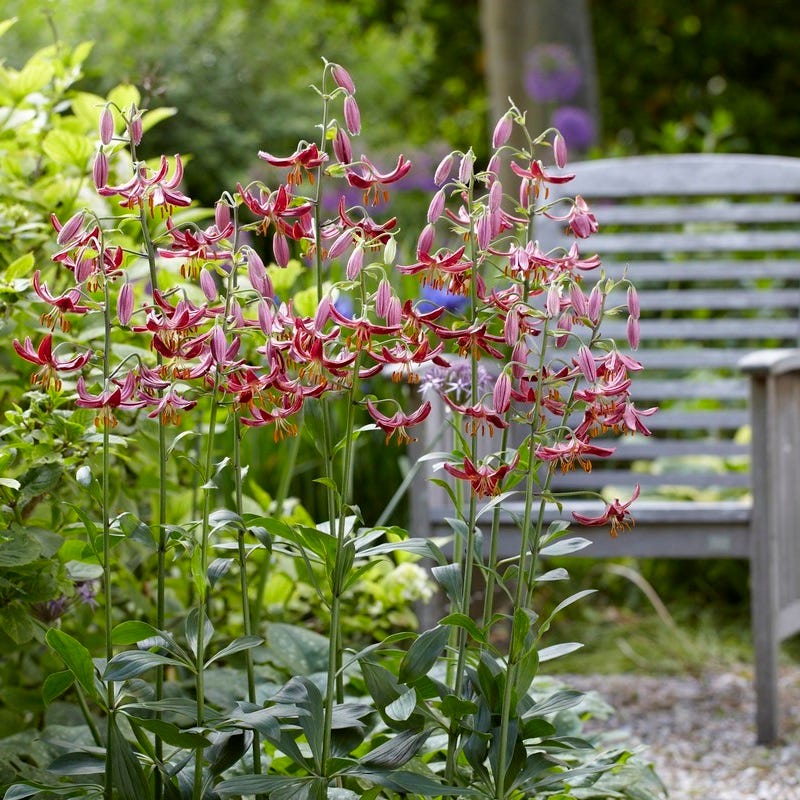 Claude Shride Martagon Lily - Image 2