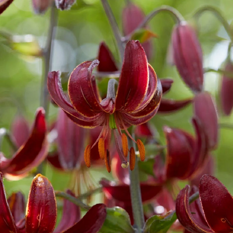 Claude Shride Martagon Lily - Image 3