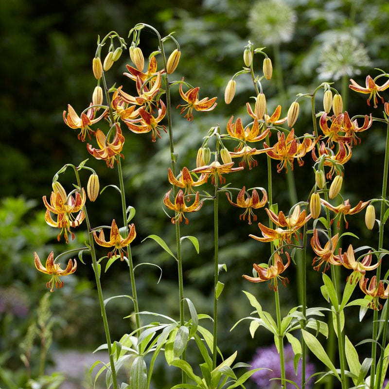 Sunny Morning Martagon Lily - Image 3