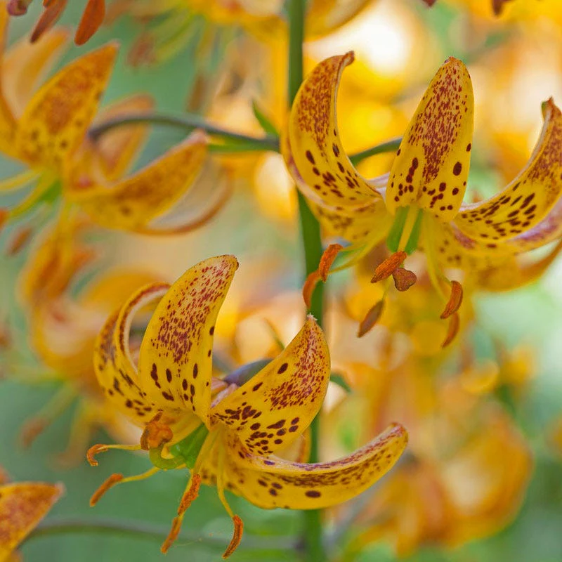 Sunny Morning Martagon Lily - Image 4