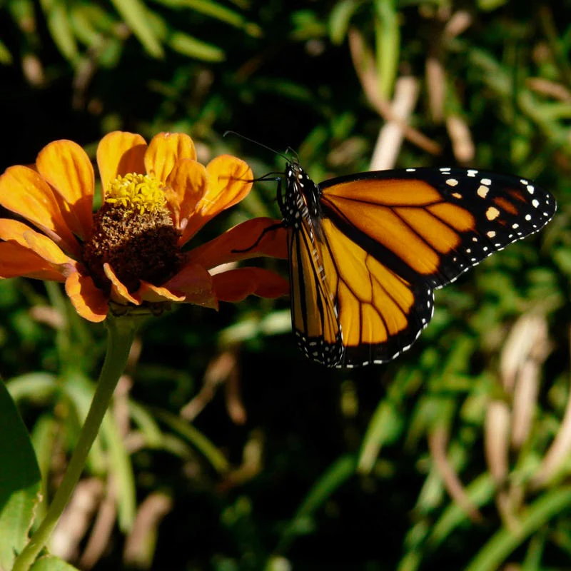 Monarch Nectar Seed Packet Collection - Image 5