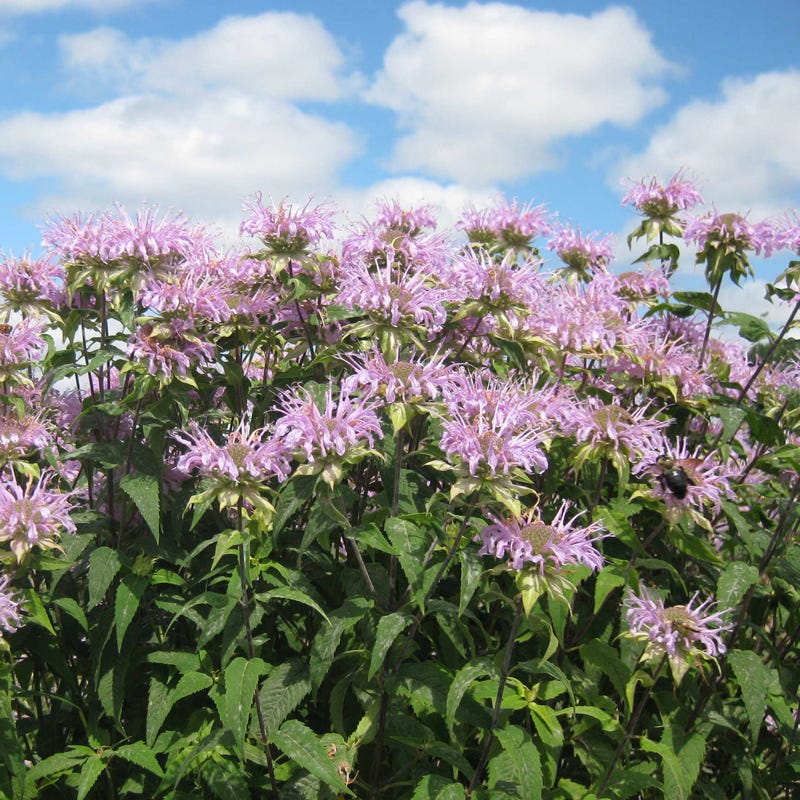 Monarch Nectar Seed Packet Collection - Image 6