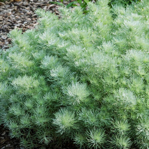 Moonlight Pre-Planned Garden - Image 12