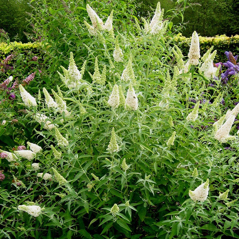 Moonlight Pre-Planned Garden - Image 9