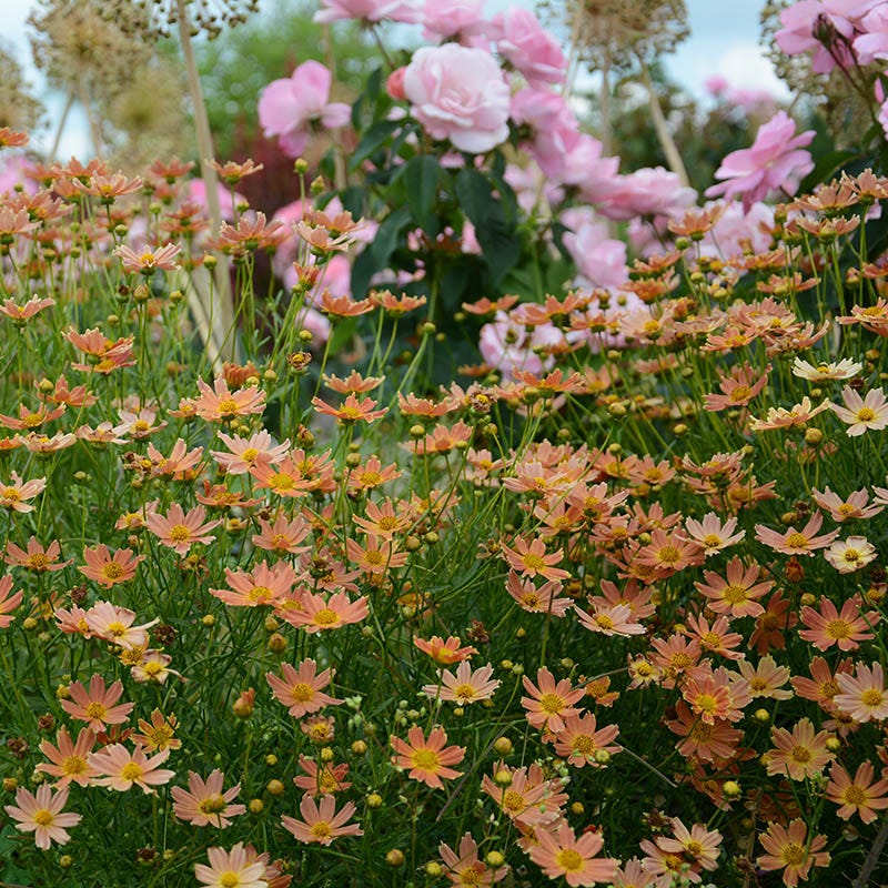 Natural Nectar Native Pre-Planned Garden - Image 10