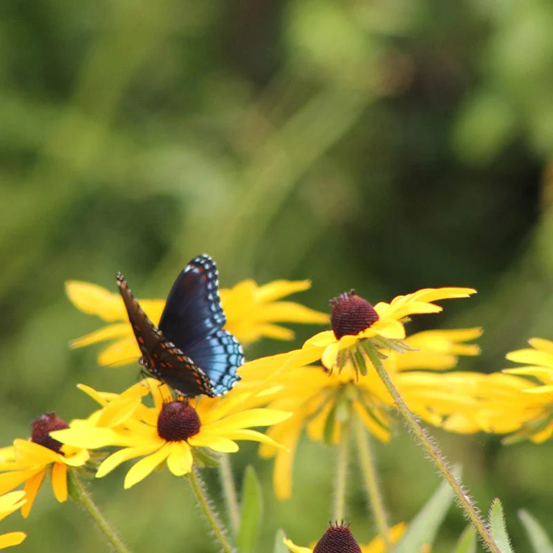 Natural Nectar Native Pre-Planned Garden - Image 12