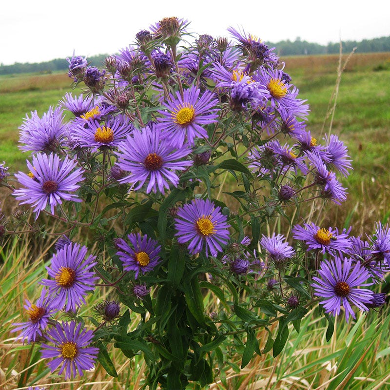 New England Aster Seeds - Image 5