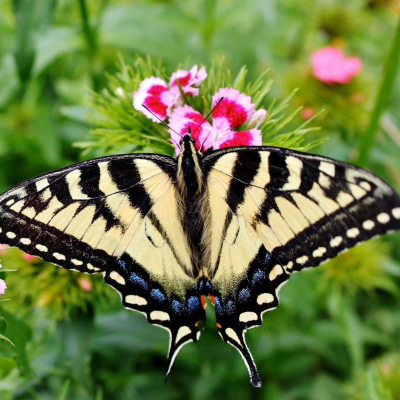 Pacific Northwest Pollinator Wildflower Seed Mix - Image 7