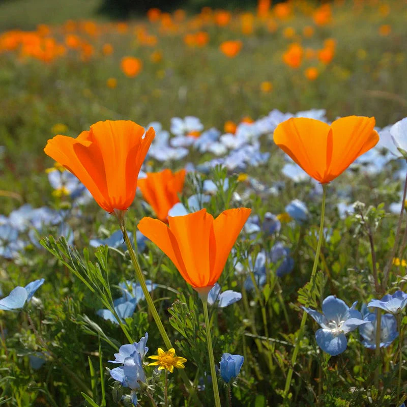 Pacific Northwest Pollinator Wildflower Seed Mix - Image 8
