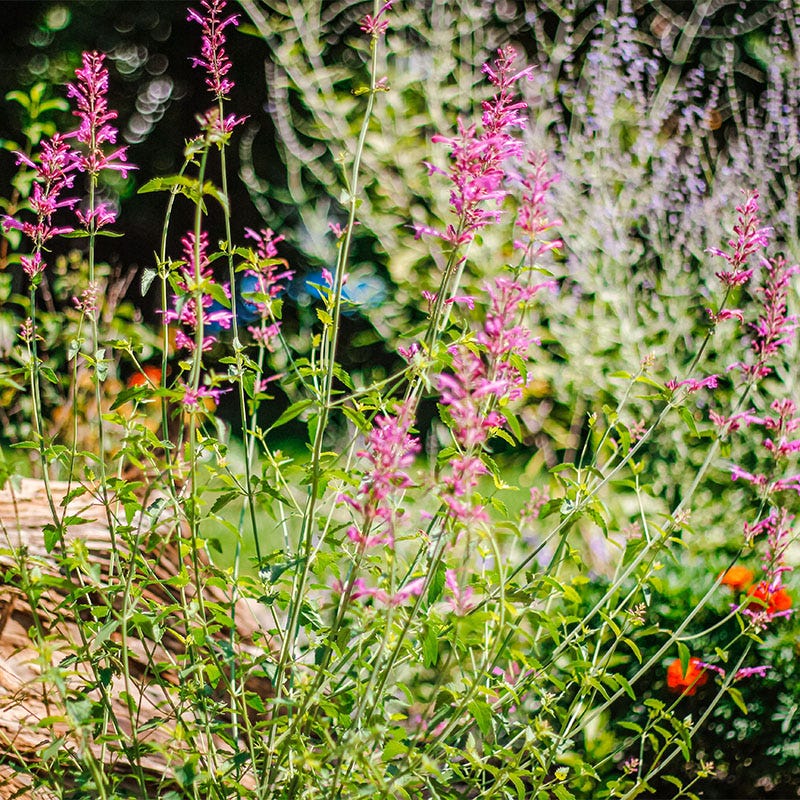 Heat Wave Hyssop - Image 3