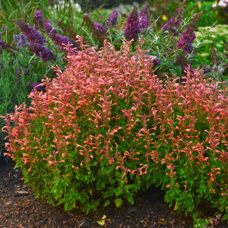 Mango Tango Hyssop - Image 2