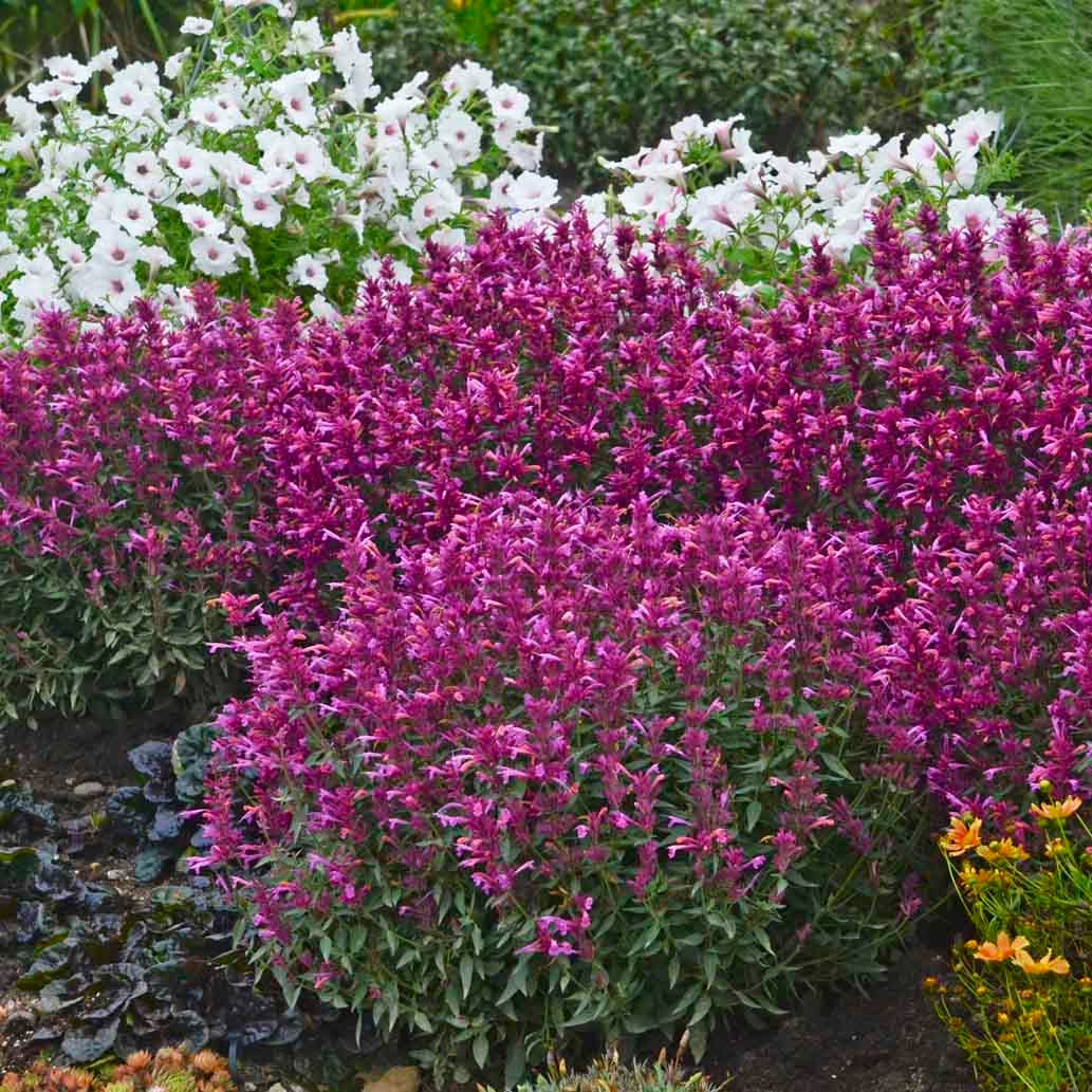 Rosie Posie Agastache - Image 4