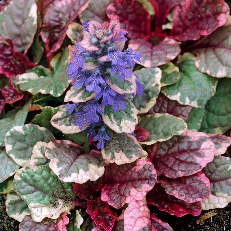 Burgundy Glow Ajuga - Image 3