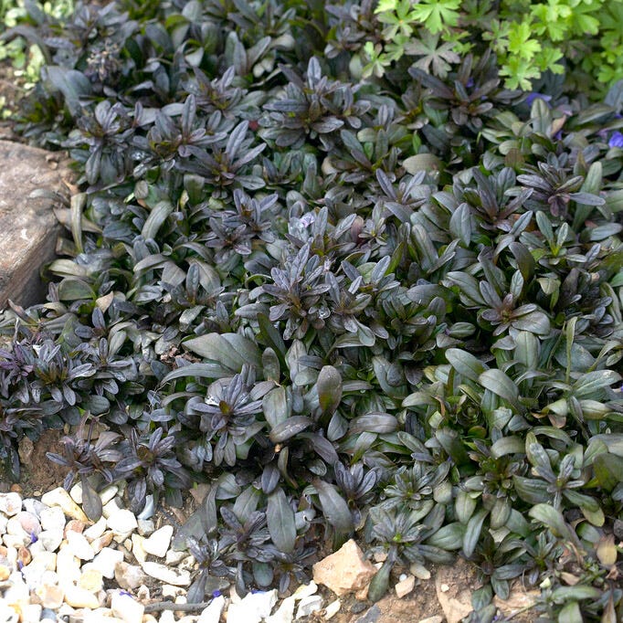 Chocolate Chip Ajuga - Image 3