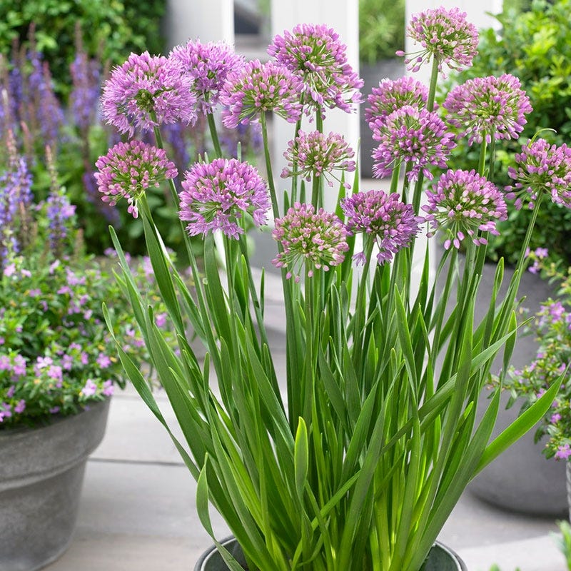 Allium Millenium - Image 4