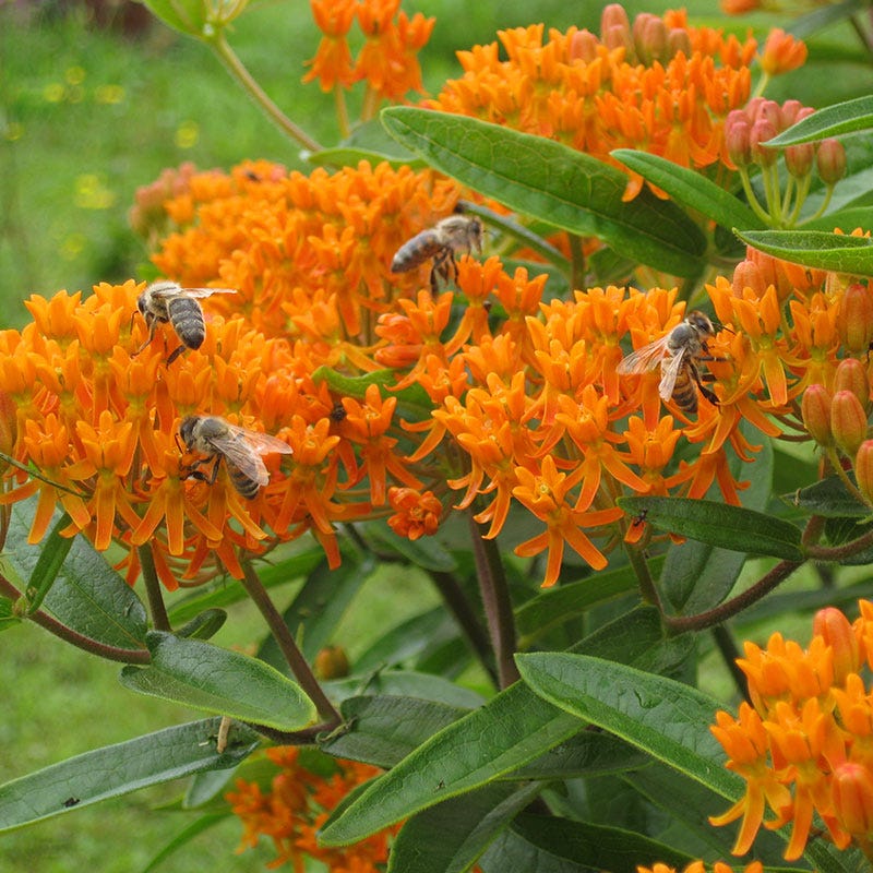 Butterfly Weed - Image 3