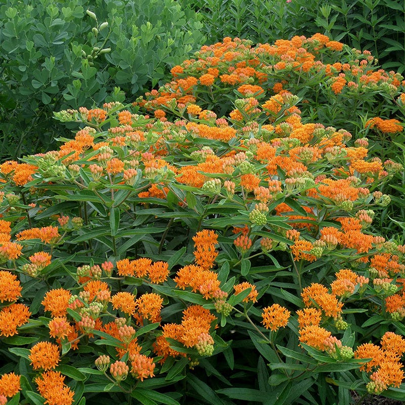 Butterfly Weed - Image 8