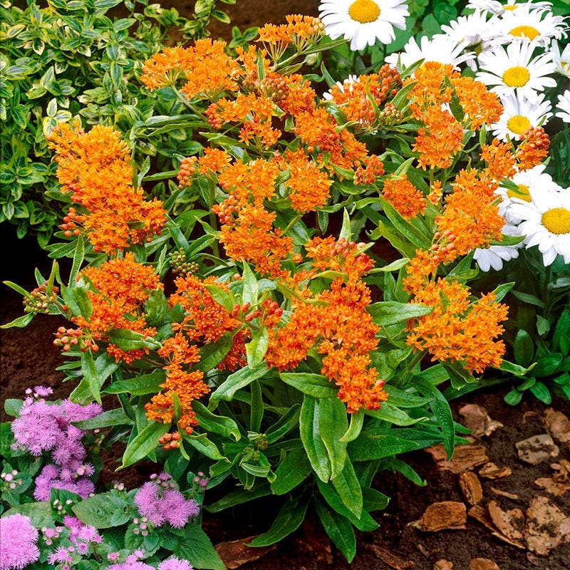 Butterfly Weed - Image 9