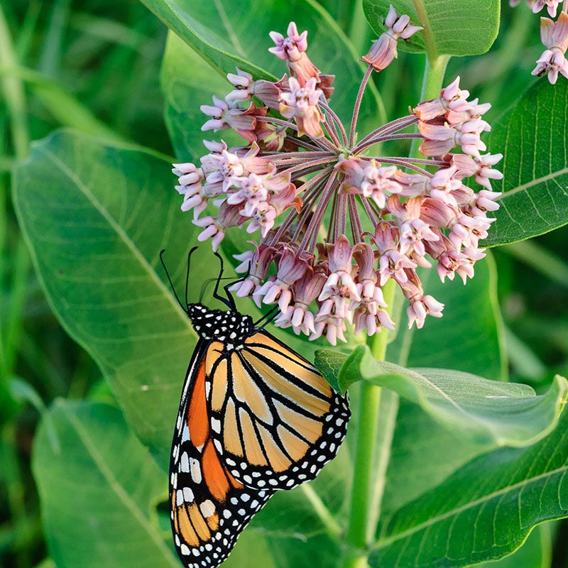 Common Milkweed - Image 2