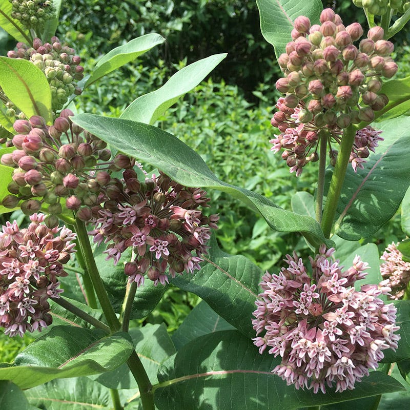 Common Milkweed - Image 3