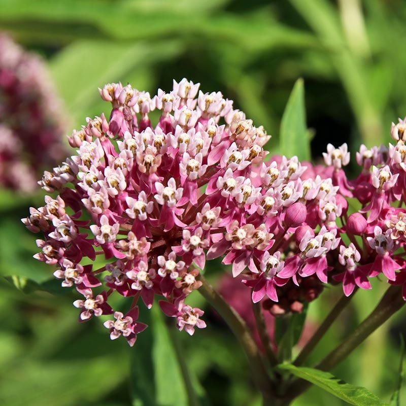 Soulmate Swamp Milkweed - Image 2