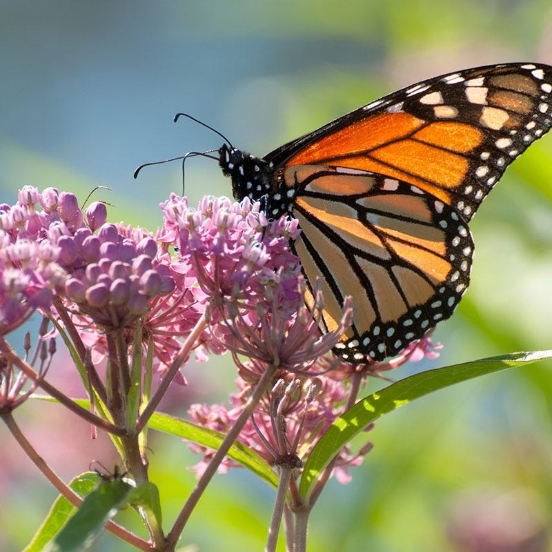 Soulmate Swamp Milkweed - Image 4