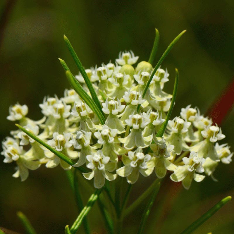 Whorled Milkweed - Image 2