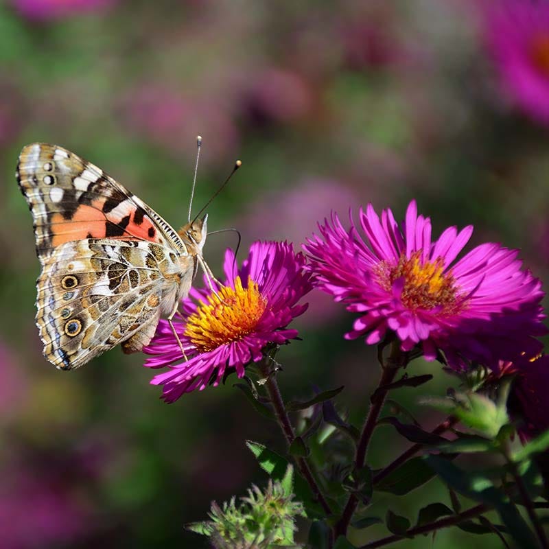 Alert Aster - Image 2