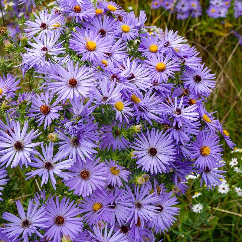 Aromatic Aster - Image 2