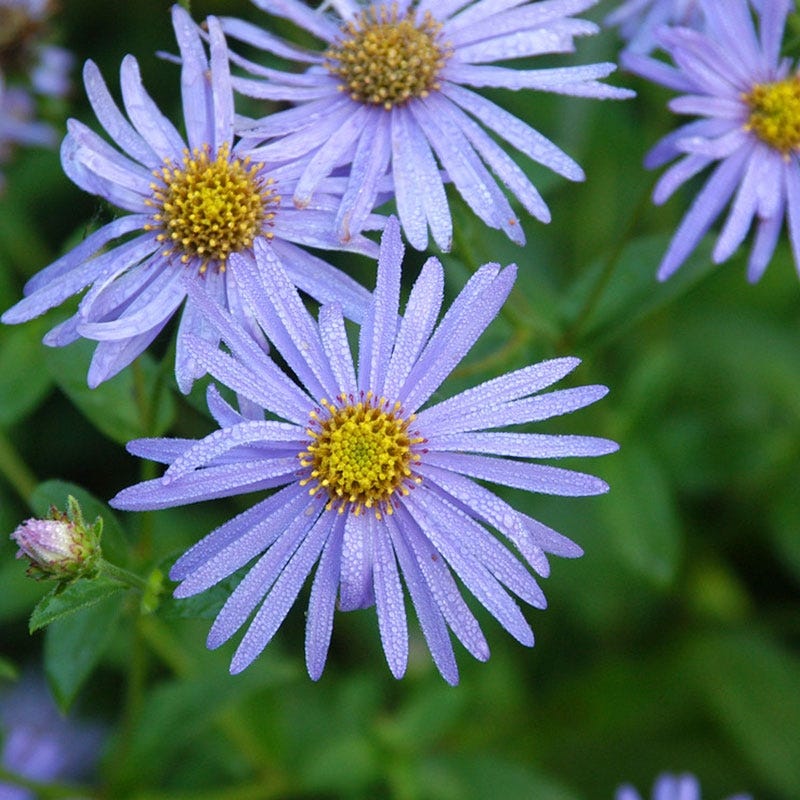 Monch Frikart's Aster - Image 3