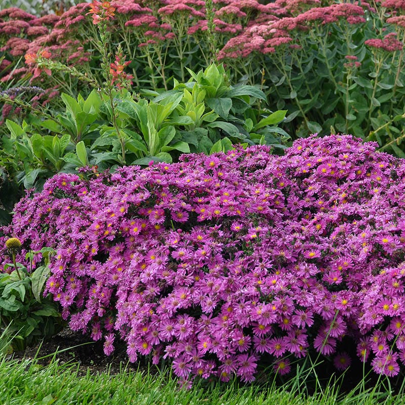 KICKIN® Carmine Red Aster - Image 2