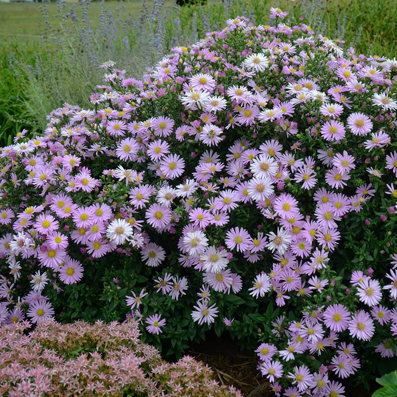 KICKIN® Pink Chiffon Aster - Image 3