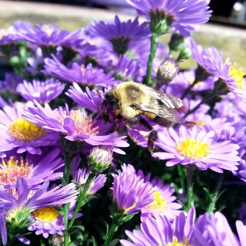 Purple Aster - Image 3