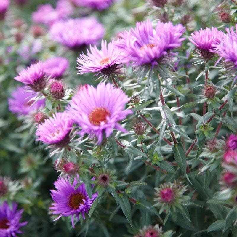 Purple Dome New England Aster - Image 4