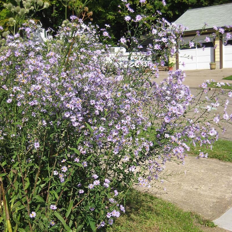 Smooth Blue Aster - Image 3