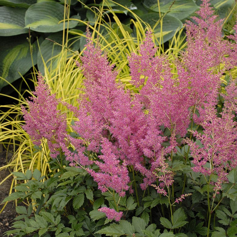 Rheinland Astilbe - Image 3