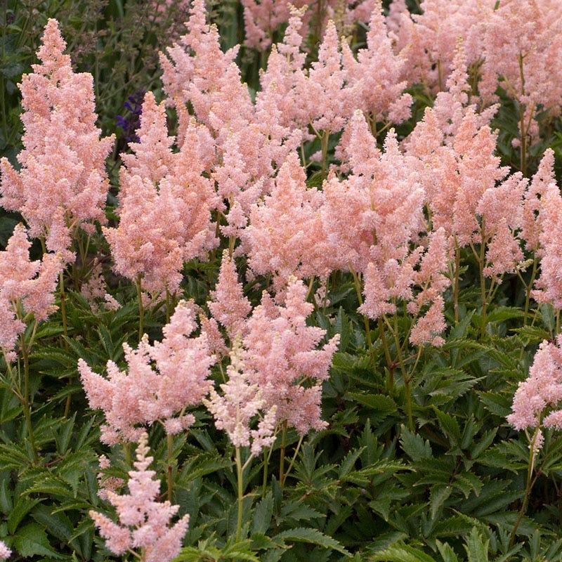 Sister Theresa Astilbe - Image 2