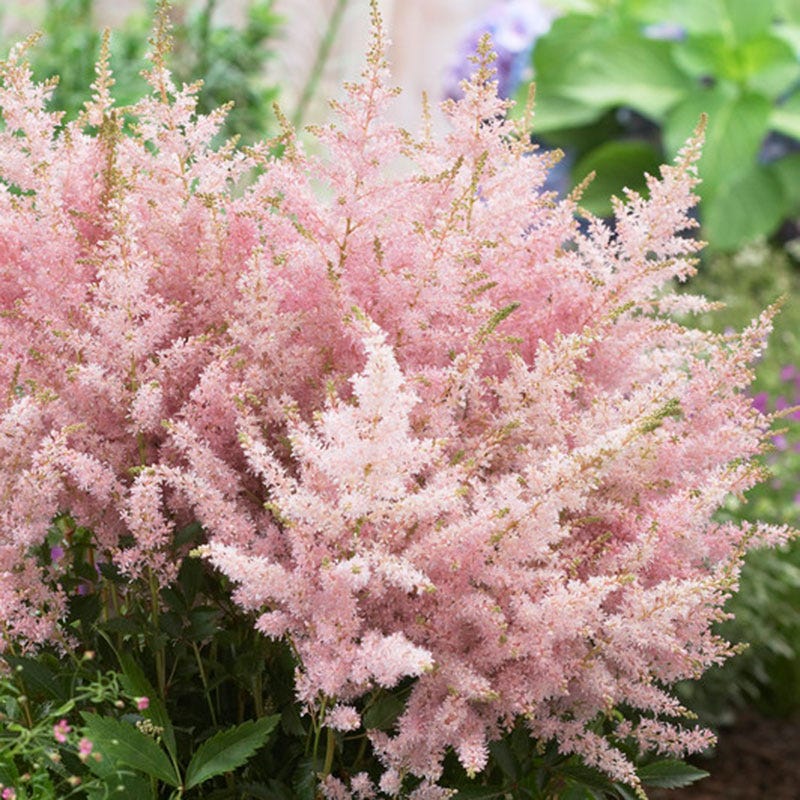 Silvery Pink Astilbe - Image 3