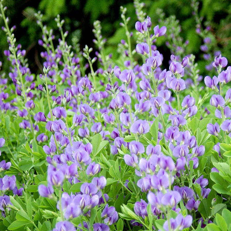 Baptisia - Image 2