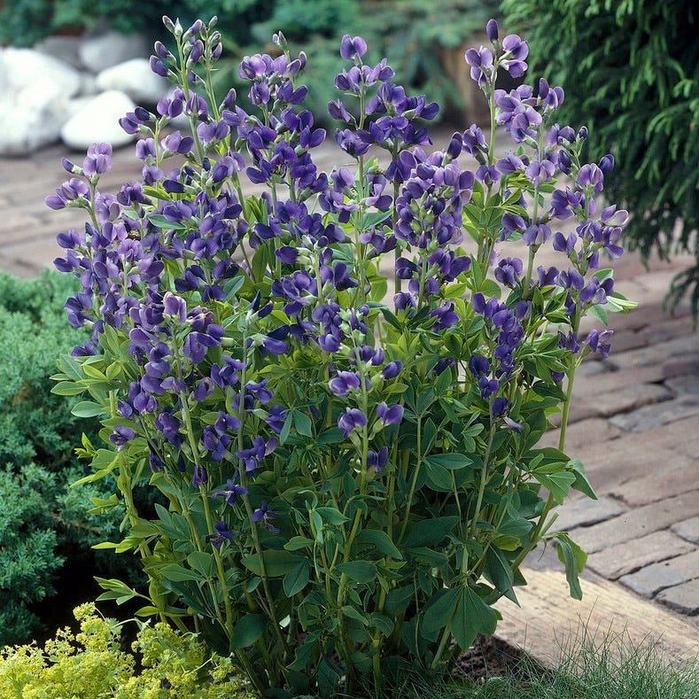 Baptisia - Image 3