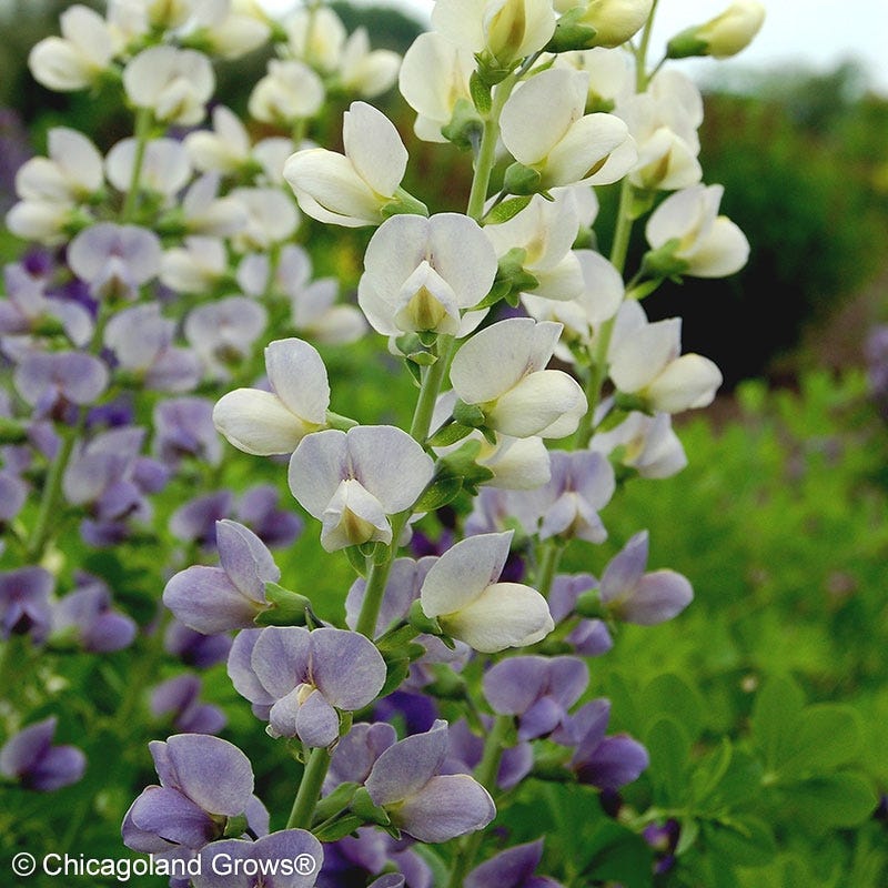 Lunar Eclipse Baptisia - Image 3