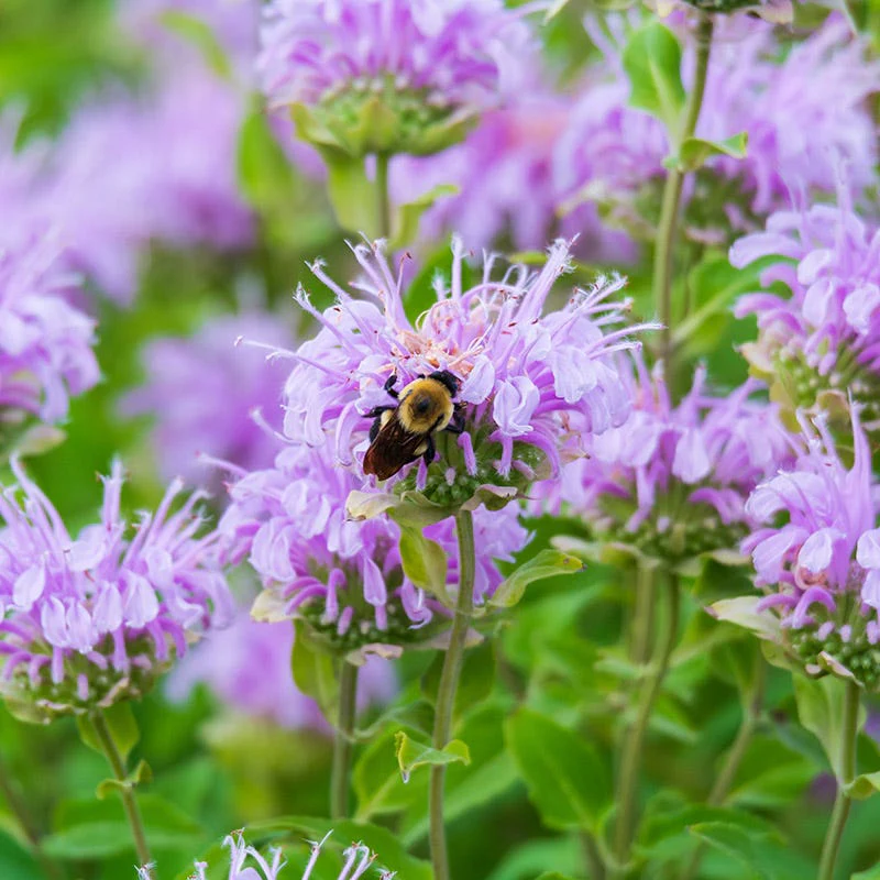 Wild Bergamot (Bee Balm) - Image 2