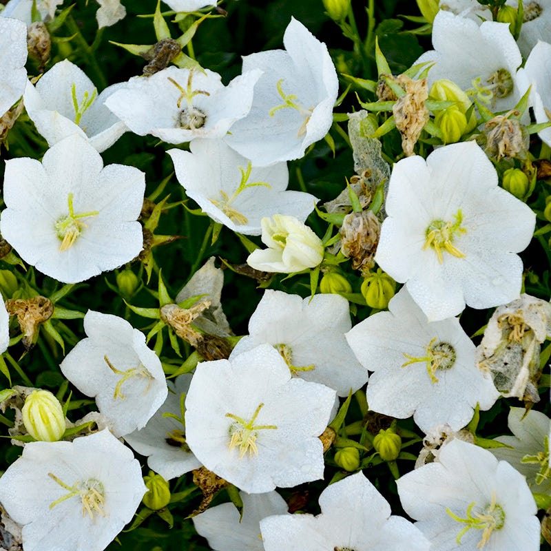 Rapido White Bellflower - Image 2