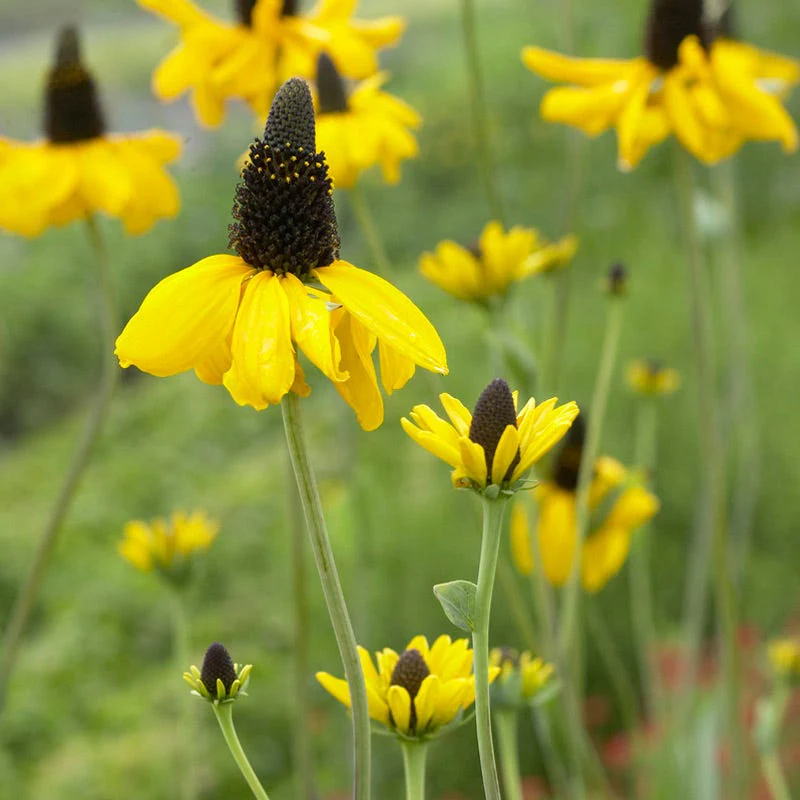 Giant Black Eyed Susan - Image 2