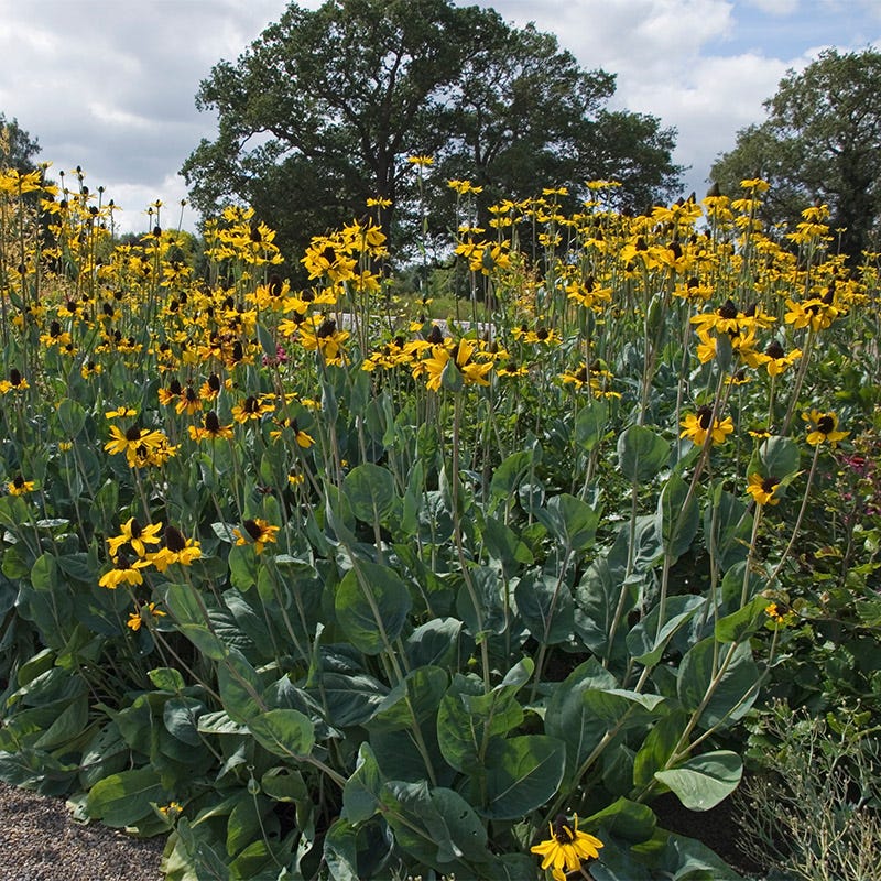 Giant Black Eyed Susan - Image 3