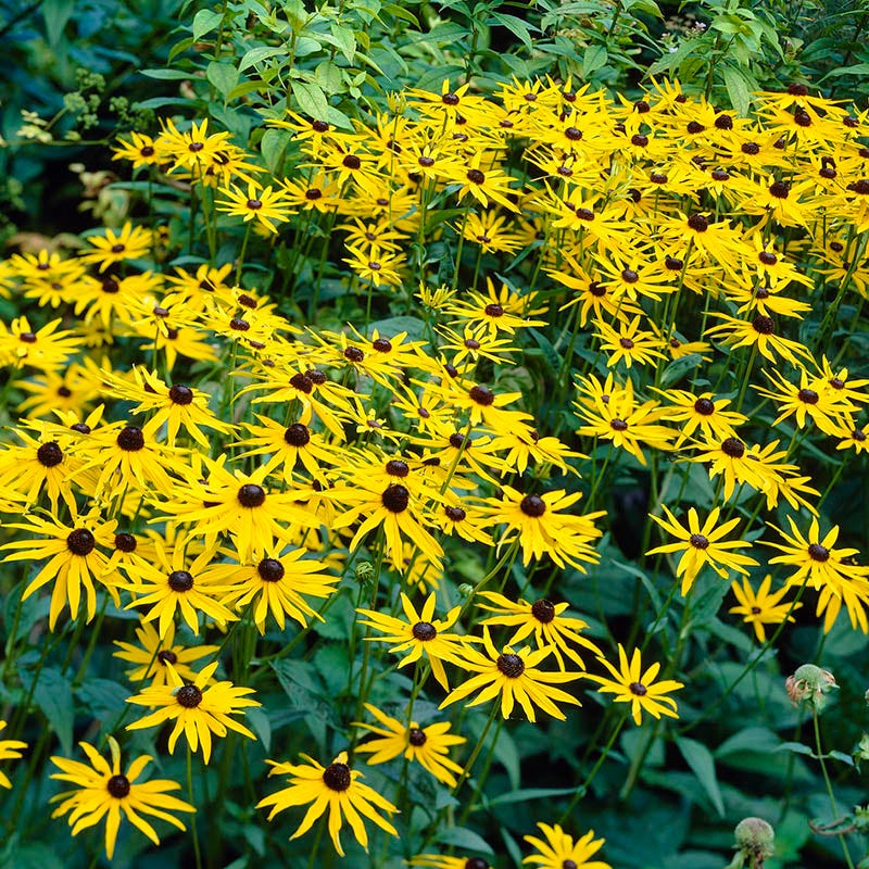 Goldsturm Black Eyed Susan - Image 4