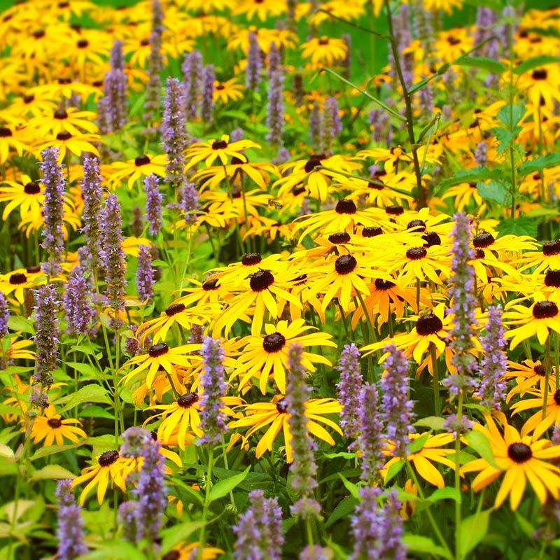 Black Eyed Susan - Image 2