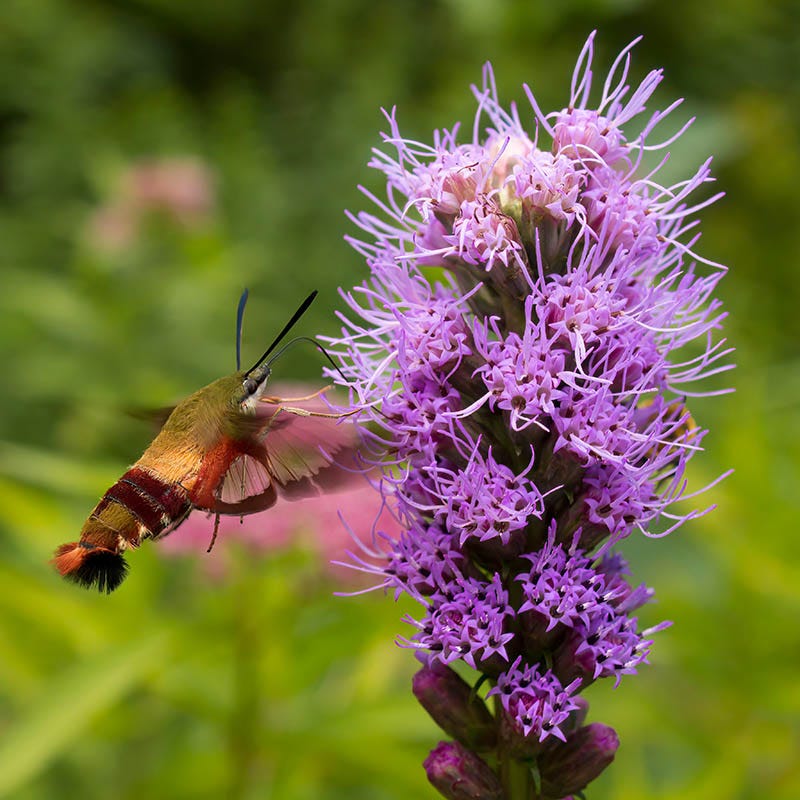 Prairie Blazing Star - Image 3
